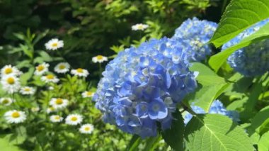 Bahçedeki ortanca çiçekleri