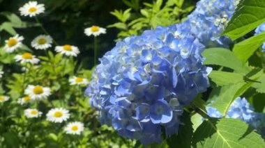 Bahçedeki mavi ve beyaz çiçeklerin güzel bir görüntüsü