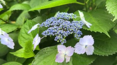 Güzel çiçekler, çiçek konsepti