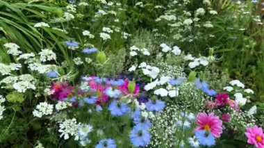 Bahçedeki güzel çiçekler