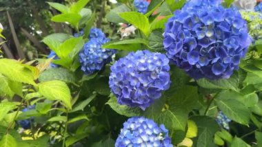 Bahçedeki güzel çiçekler