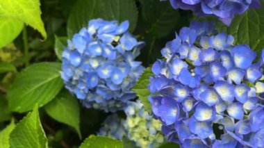 Mavi ortanca çiçeklerinin seçici odak noktası.