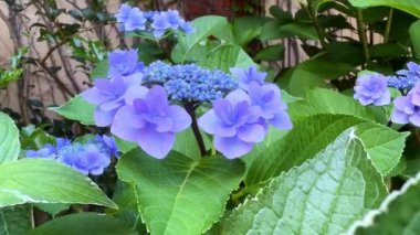 Bahçedeki güzel çiçekler