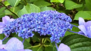 Bahçedeki güzel çiçekler