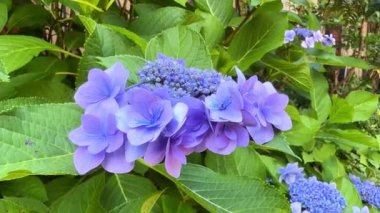 Bahçede güzel mor ortanca çiçek