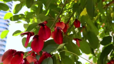 Bahçedeki güzel çiçekler