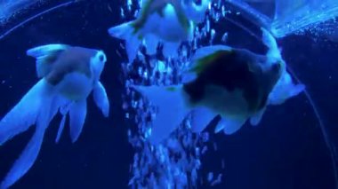 Akvaryumdaki balıklar, sualtı manzarası.