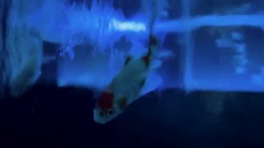 Genç bir kadının sualtı görüntüsü