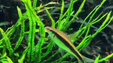 Akvaryumdaki tropikal balıklar