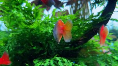 güzel balık akvaryum