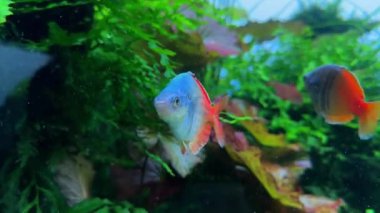 Bahçesinde yeşil yapraklar olan güzel akvaryum balıkları..