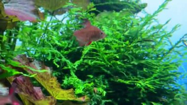 Akvaryumdaki tropikal bir balığın sualtı görüntüsü