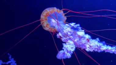 Denizdeki denizanası