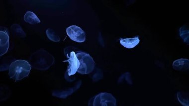 Akvaryumdaki denizanası