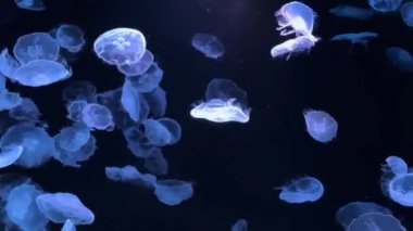 Denizdeki denizanası.