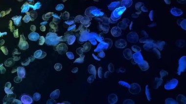 siyah arka plan üzerinde renkli bokeh