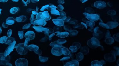 Sudaki denizanası sualtı görüntüsü