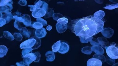 Sudaki güzel denizanası.