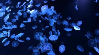 # Güzel renkli denizanaları suda #