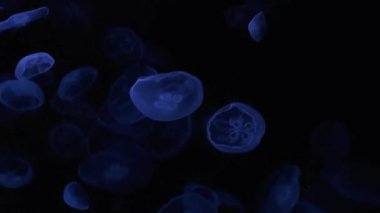 Akvaryumdaki denizanası