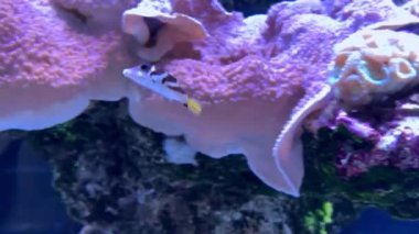 Balıklı mercan resifi