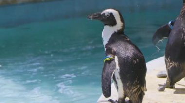 Hayvanat bahçesindeki penguenler