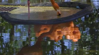 Hayvanat bahçesinde bir kuş