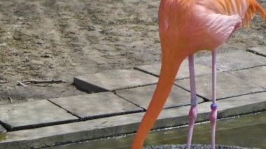 pembe flamingo Hayvanat Bahçesi