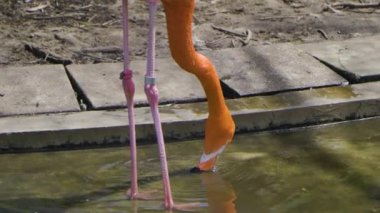 Hayvanat bahçesindeki güzel pembe flamingo kuşu