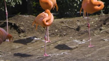 Hayvanat bahçesinde pembe flamingolar