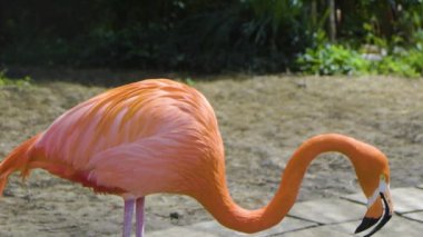 Doğada güzel flamingo