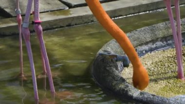 Suda bir grup flamingo.