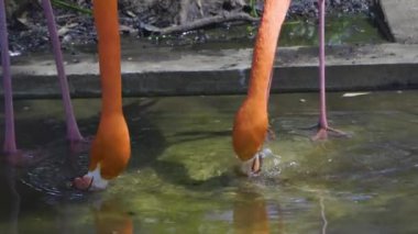 Pembe ve turuncu kuş gölette