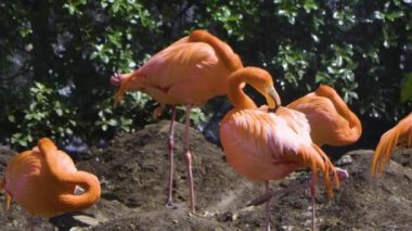 Hayvanat bahçesinde bir kuş sürüsü
