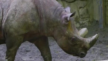 Hayvanat bahçesindeki gergedanlar