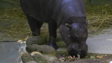siyah gergedan (ortherium cerornis) )