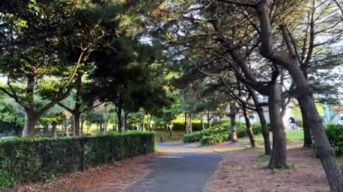 Parkta yeşil ağaçlar ve bitkiler