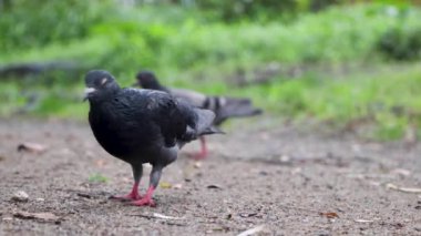 Parktaki siyah karga