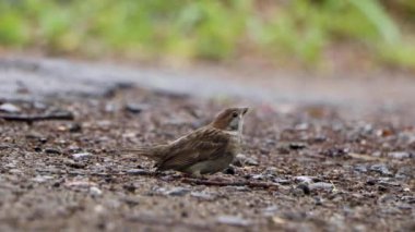 Yere düşmüş bir kuş.