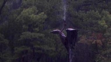 Büyük bir gri balıkçıl, Ardea cinerea kuşu vahşi doğada doğal ortamda