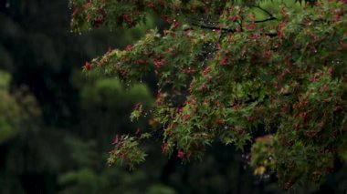 Güzel botanik fotoğrafı, doğal duvar kağıdı.