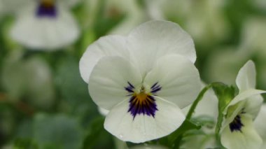 Baharda beyaz nonoş