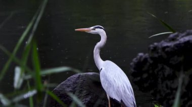 Büyük beyaz balıkçıl, Ardea Alba, suyun içinde duruyor.