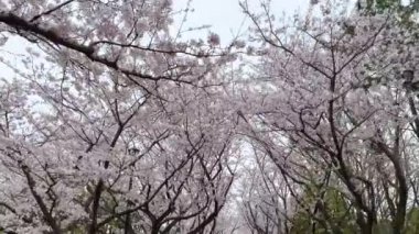 Bahçede güzel bahar çiçekleri