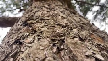 Ağaç Gövdesi deseni makro çekim