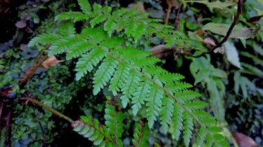 green leaves in forest, flora