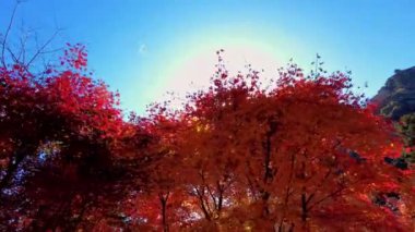 Renkli yapraklı sonbahar manzarası