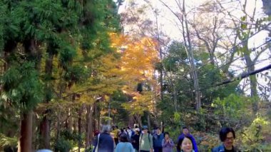 Bir ağaç ve kırmızı bir akçaağaç yaprağıyla sonbahar manzarası