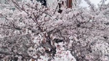 Tokyo 'da kiraz çiçeği, Japonya