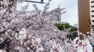 İlkbaharda kiraz çiçeği